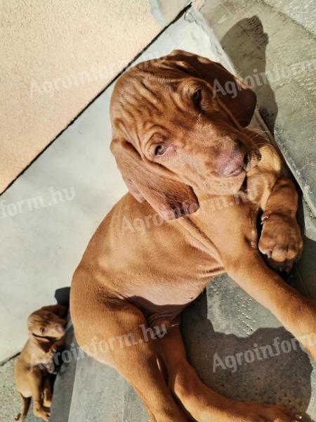 Hungarian vizsla breed puppies