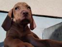 Hungarian vizsla breed puppies