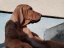 Hungarian vizsla breed puppies