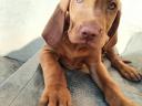 Hungarian vizsla breed puppies