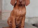 Hungarian vizsla breed puppies