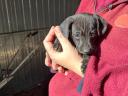 Dachshund and Jack Russell puppies