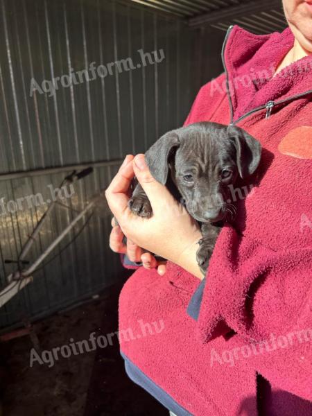 Dachshund and Jack Russell puppies