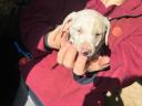 Dachshund and Jack Russell puppies