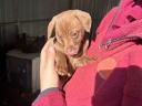 Dachshund and Jack Russell puppies