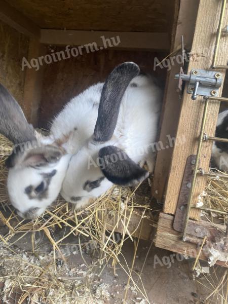 Hungarian giant and Pannonian bunnies