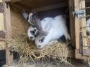 Hungarian giant and Pannonian bunnies