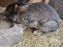 Hungarian giant and Pannonian bunnies