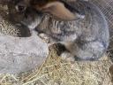 Hungarian giant and Pannonian bunnies