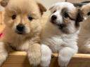 Spitz/spitz type puppies