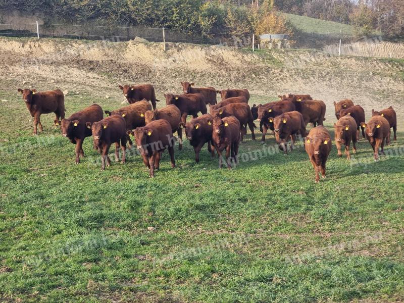 JALOVICE RODOKMEŇ ANGUS