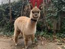 Frumos mânz alpaca de vânzare