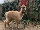 Frumos mânz alpaca de vânzare