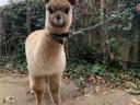 Frumos mânz alpaca de vânzare