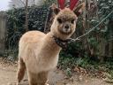 Frumos mânz alpaca de vânzare