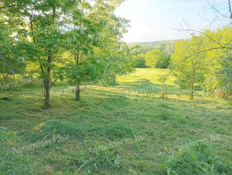 Pług Magyarkeszi, piwnica