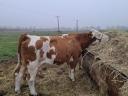 Hungarian cows for sale