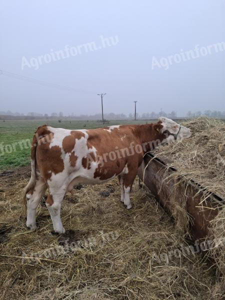 Hungarian cows for sale