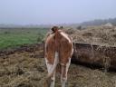 Hungarian cows for sale