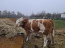 Hungarian cows for sale