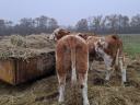 Hungarian cows for sale