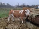 Hungarian cows for sale