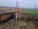 Hungarian cows for sale