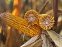 Hybridní osivo kukuřice Gloriett - osivo G-Seed, vynikající genetika za přijatelné ceny