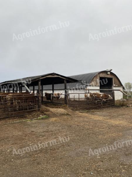 Farma bydła na sprzedaż