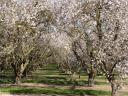 Copper- and sulphur-containing foliar spray, C-complex also in orchards