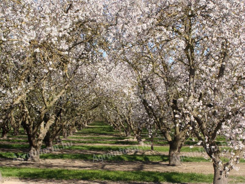 Copper- and sulphur-containing foliar spray, C-complex also in orchards