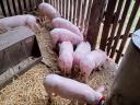 Election piglets for sale