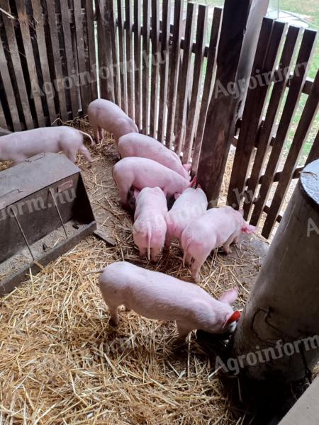 Election piglets for sale