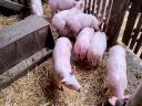 Election piglets for sale