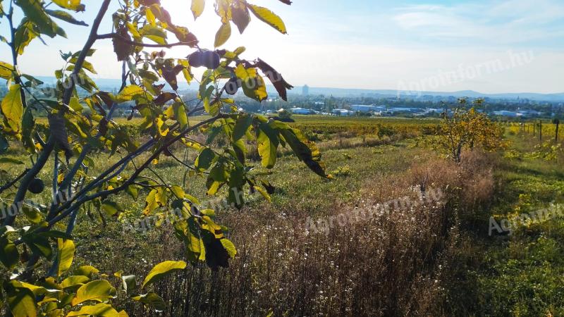 Panoramic walnut in Gyöngyös