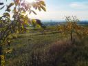 Panoramic walnut in Gyöngyös