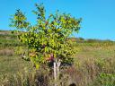 Panoramic walnut in Gyöngyös