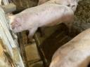 Piglets, fatteners for sale