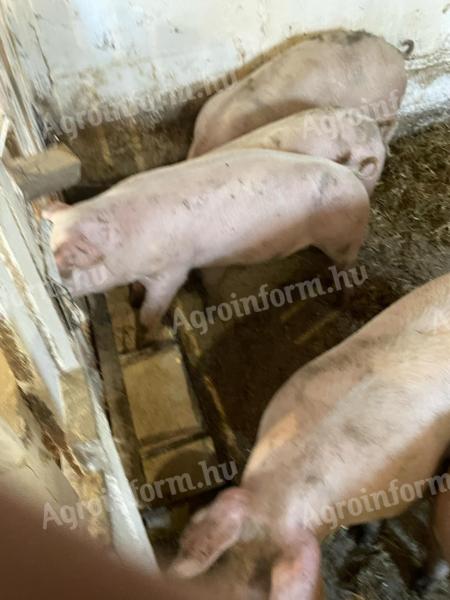 Piglets, fatteners for sale