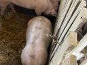 Piglets, fatteners for sale