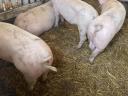 Piglets, fatteners for sale