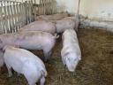 Piglets, fatteners for sale