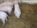 Piglets, fatteners for sale