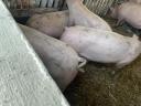 Piglets, fatteners for sale