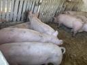 Piglets, fatteners for sale