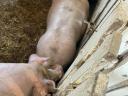 Piglets, fatteners for sale