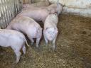 Piglets, fatteners for sale