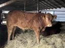 Byk hodowlany rasy limousin