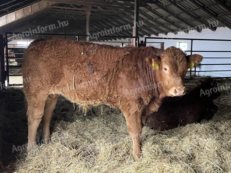 Limousin breeding bull