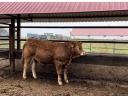 Limousin breeding bull